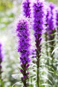 Liatris spicata 'Kobold' geen maat specificatie 0,55L/P9cm - afbeelding 2