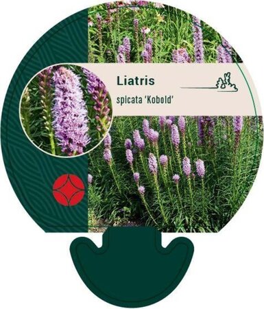 Liatris spicata 'Kobold' geen maat specificatie 0,55L/P9cm - afbeelding 3