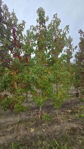 Liquidambar s. 'Lane Roberts' 10-12 cm draadkluit geveerd