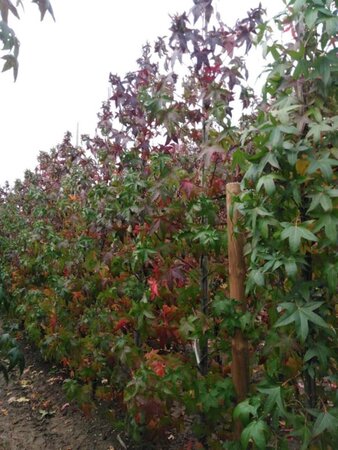 Liquidambar s. 'Lane Roberts' 10-12 cm met kluit geveerd