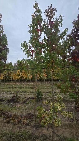 Liquidambar s. 'Lane Roberts' 12-14 cm draadkluit geveerd 2 X verplant