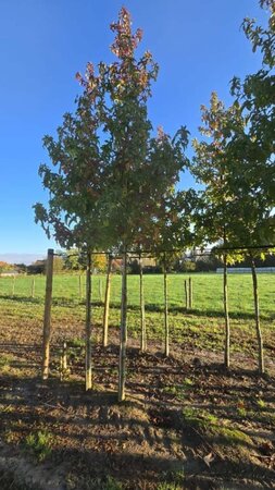 Liquidambar s. 'Lane Roberts' 16-18 Hoogstam draadkluit 3 X verplant