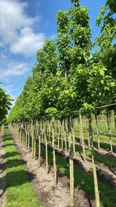 Liquidambar s. 'Lane Roberts' 18-20 Hoogstam draadkluit 3 X verplant - afbeelding 1