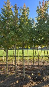 Liquidambar s. 'Lane Roberts' 18-20 Hoogstam draadkluit 3 X verplant - afbeelding 4