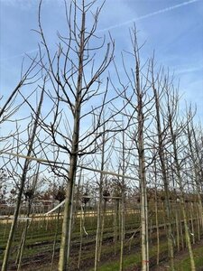 Liquidambar s. 'Lane Roberts' 18-20 Hoogstam draadkluit 3 X verplant - afbeelding 3