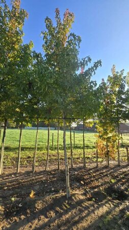 Liquidambar s. 'Lane Roberts' 20-25 Hoogstam draadkluit 3 X verplant