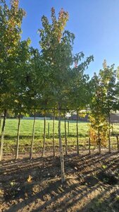 Liquidambar s. 'Lane Roberts' 20-25 STA WRB 3 X V