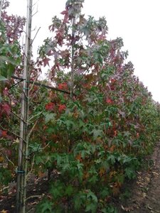 Liquidambar s. 'Lane Roberts' 8-10 cm met kluit geveerd