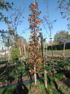 Liquidambar s. 'Moraine' 10-12 cm draadkluit geveerd