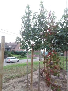 Liquidambar s. 'Moraine' 10-12 Hoogstam met kluit