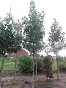 Liquidambar s. 'Moraine' 12-14 Hoogstam draadkluit 2 X verplant - afbeelding 1