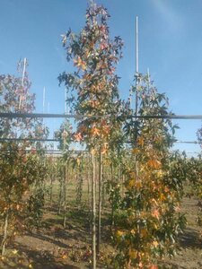 Liquidambar s. 'Moraine' 12-14 Hoogstam draadkluit 2 X verplant - afbeelding 2