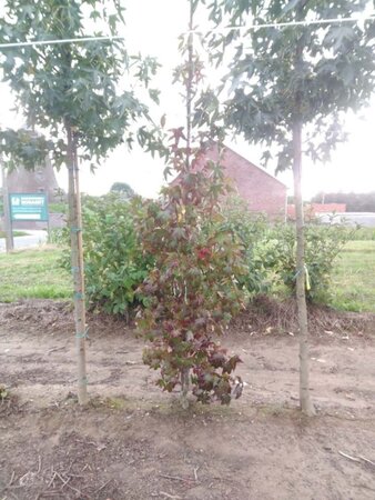 Liquidambar s. 'Moraine' 6-8 cm met kluit geveerd - afbeelding 2