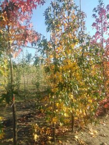 Liquidambar s. 'Moraine' 6-8 cm met kluit geveerd - afbeelding 1