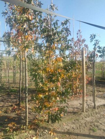 Liquidambar s. 'Moraine' 8-10 cm met kluit geveerd - afbeelding 1