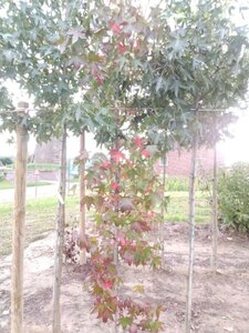 Liquidambar s. 'Moraine' 8-10 cm met kluit geveerd - afbeelding 2