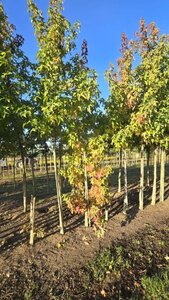 Liquidambar s. 'Palo Alto' 10-12 cm draadkluit geveerd - afbeelding 2