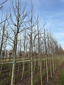 Liquidambar s. 'Palo Alto' 12-14 Hoogstam draadkluit 2 X verplant - afbeelding 1