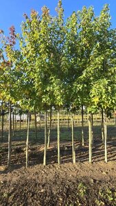 Liquidambar s. 'Palo Alto' 12-14 Hoogstam draadkluit 2 X verplant - afbeelding 5