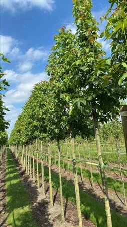 Liquidambar s. 'Palo Alto' 12-14 Hoogstam draadkluit 2 X verplant - afbeelding 2