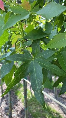 Liquidambar s. 'Palo Alto' 12-14 Hoogstam draadkluit 2 X verplant - afbeelding 3