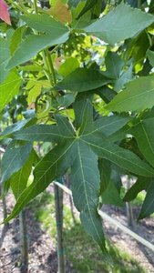 Liquidambar s. 'Palo Alto' 12-14 Hoogstam draadkluit 2 X verplant - afbeelding 3