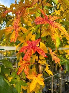 Liquidambar s. 'Palo Alto' 12-14 Hoogstam draadkluit 2 X verplant - afbeelding 4