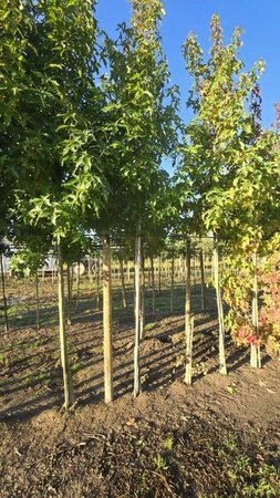 Liquidambar s. 'Palo Alto' 14-16 Hoogstam draadkluit 2 X verplant