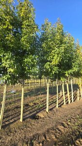 Liquidambar s. 'Palo Alto' 18-20 Hoogstam draadkluit 3 X verplant - afbeelding 5