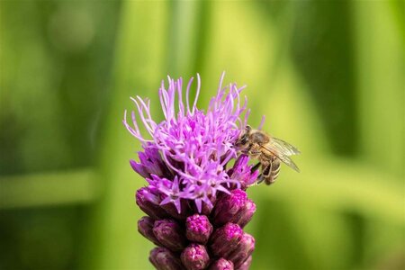 Liatris spicata geen maat specificatie 0,55L/P9cm - afbeelding 1