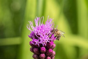 Liatris spicata geen maat specificatie 0,55L/P9cm - afbeelding 1