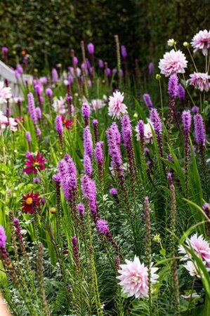 Liatris spicata geen maat specificatie 0,55L/P9cm - afbeelding 2