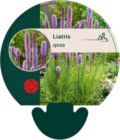 Liatris spicata geen maat specificatie 0,55L/P9cm - afbeelding 6