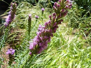 Liatris spicata geen maat specificatie 0,55L/P9cm - afbeelding 3