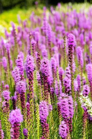 Liatris spicata geen maat specificatie 0,55L/P9cm - afbeelding 4