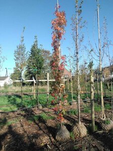 Liquidambar s. 'SlenderSilhouette' 10-12 Hoogstam draadkluit