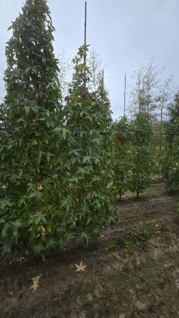 Liquidambar s. 'SlenderSilhouette' 6-8 cm met kluit geveerd - afbeelding 2