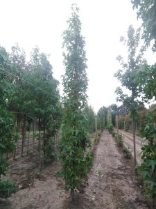 Liquidambar s. 'SlenderSilhouette' 8-10 cm draadkluit geveerd - afbeelding 3