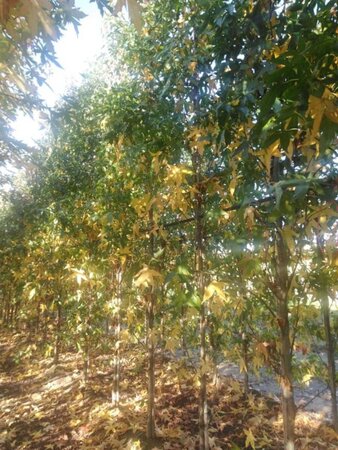 Liquidambar s. 'SlenderSilhouette' 8-10 cm draadkluit geveerd - afbeelding 1