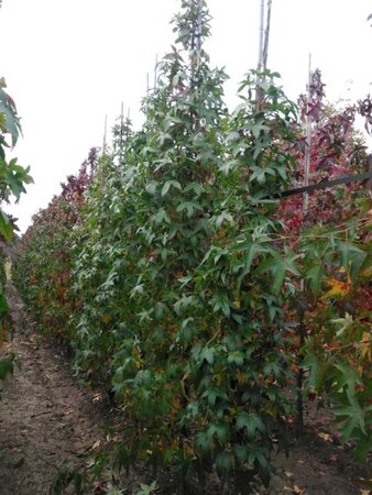 Liquidambar s. 'SlenderSilhouette' 8-10 cm draadkluit geveerd - afbeelding 6