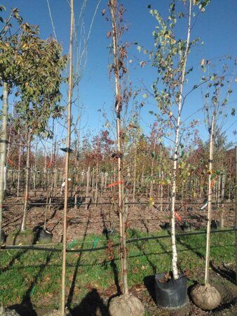 Liquidambar s. 'SlenderSilhouette' 8-10 Hoogstam draadkluit - afbeelding 2