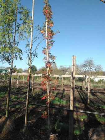 Liquidambar s. 'SlenderSilhouette' 8-10 Hoogstam draadkluit - afbeelding 1