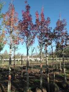 Liquidambar s. 'Stared' 16-18 Hoogstam draadkluit 3 X verplant