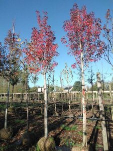 Liquidambar s. 'Stared' 18-20 STA WRB 3 X V