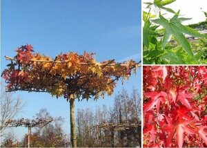 Liquidambar styraciflua 10-12 Hoogstam met kluit - afbeelding 1