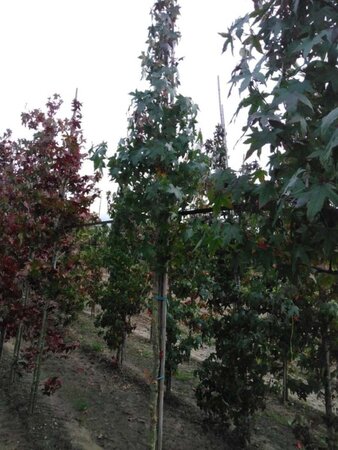 Liquidambar styraciflua 10-12 Hoogstam met kluit - afbeelding 5