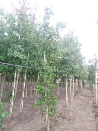 Liquidambar styraciflua 10-12 cm met kluit geveerd - afbeelding 1