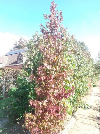 Liquidambar styraciflua 10-12 cm met kluit geveerd - afbeelding 3