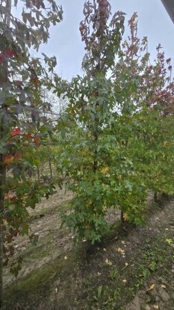 Liquidambar styraciflua 10-12 cm met kluit geveerd - afbeelding 2