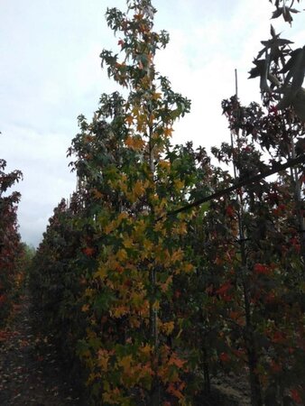 Liquidambar styraciflua 10-12 cm met kluit geveerd - afbeelding 4